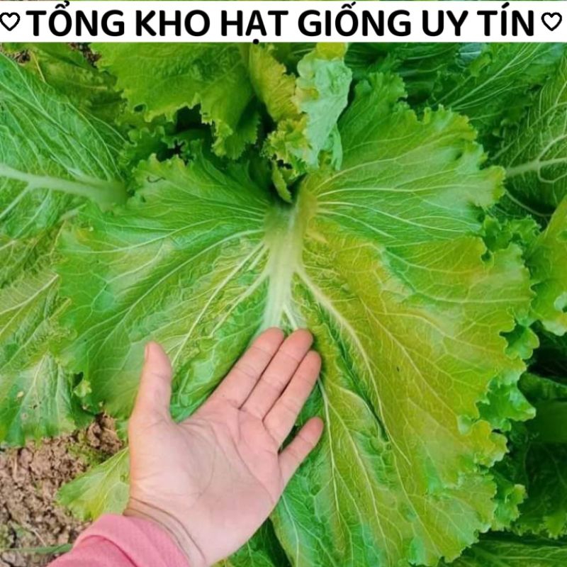 15gam hạt giống cải bẹ mào gà khổng lồ 💥💫ăn ngon, rất năng suất