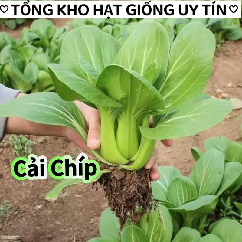 hạt giống rau cải chip f1, cải thìa ngon 10 gam SALE LỚN❤️💥chất lượng cao