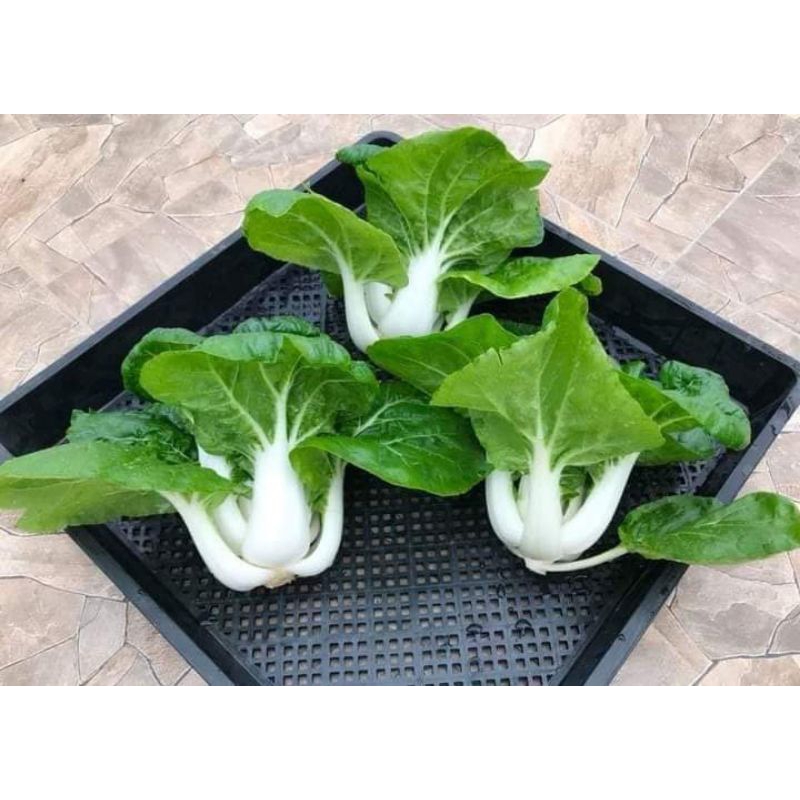 HẠT GIỐNG RAU CẢI CHÍP TRẮNG, CẢI THÌA TRẮNG ĐẶC SẢN XÀO THÌ LÀ ĂN RẤT NGON
