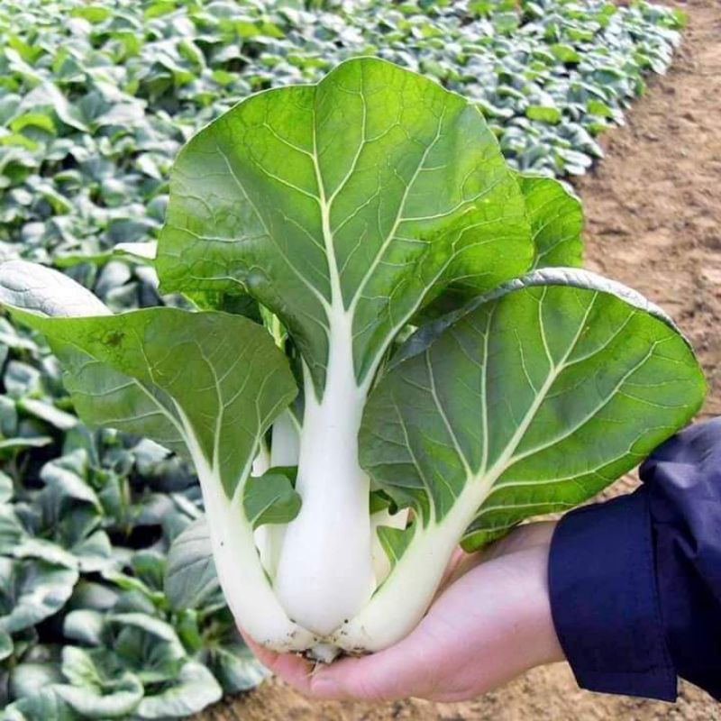 HẠT GIỐNG RAU CẢI CHÍP TRẮNG, CẢI THÌA TRẮNG ĐẶC SẢN XÀO THÌ LÀ ĂN RẤT NGON