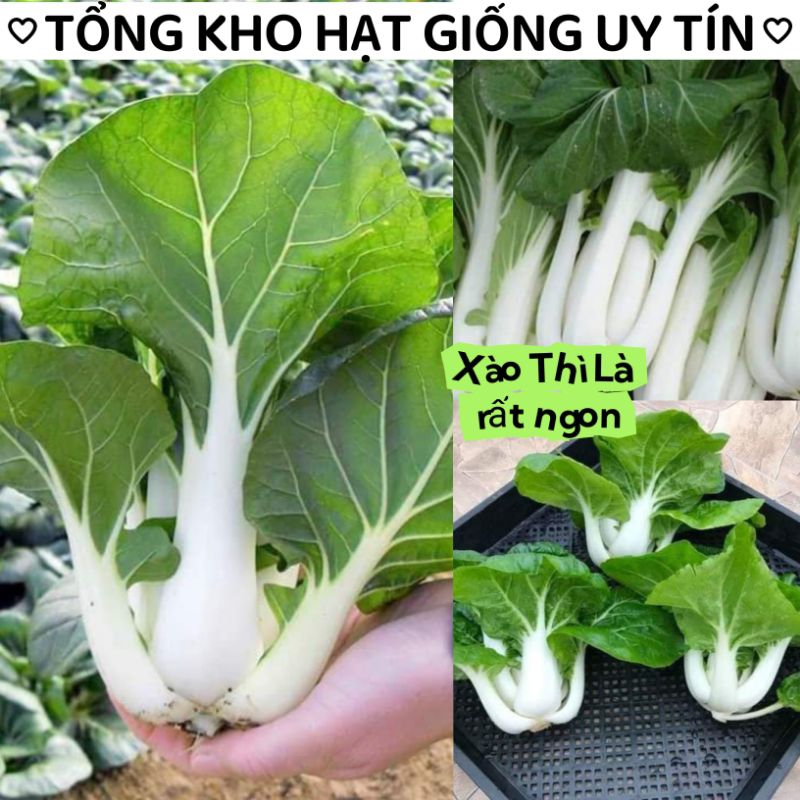 HẠT GIỐNG RAU CẢI CHÍP TRẮNG, CẢI THÌA TRẮNG ĐẶC SẢN XÀO THÌ LÀ ĂN RẤT NGON