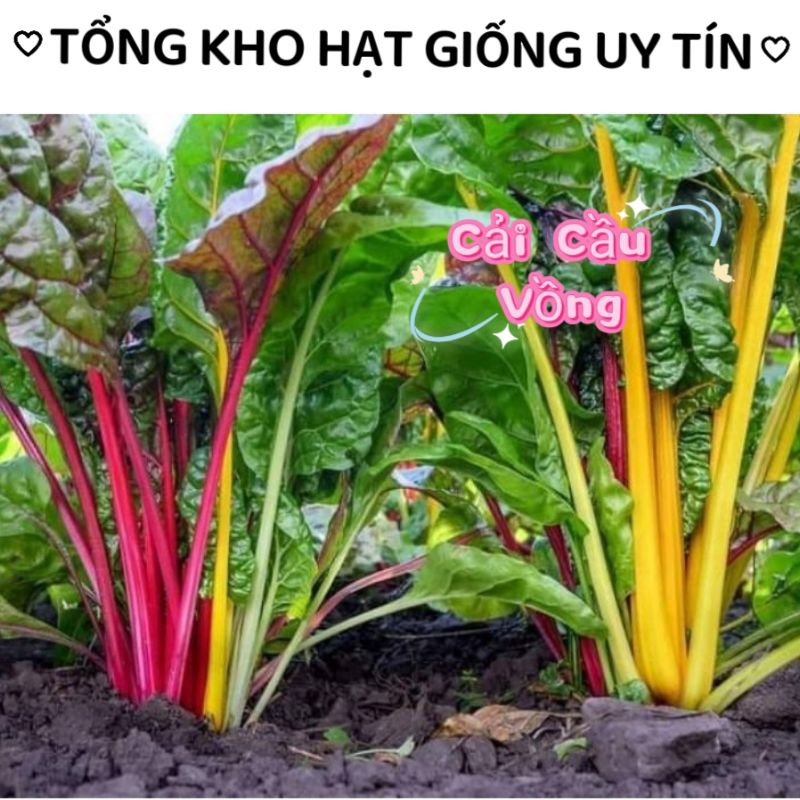 Hạt Giống Cải Cầu Vồng Mỹ  💥SALE LỚN💥 chất lượng cao
