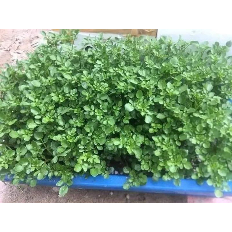 hạt giống cải xoong f1 💞💞Nảy Mầm Cực Đỉnh💞💞 trồng cạn siêu năng suất