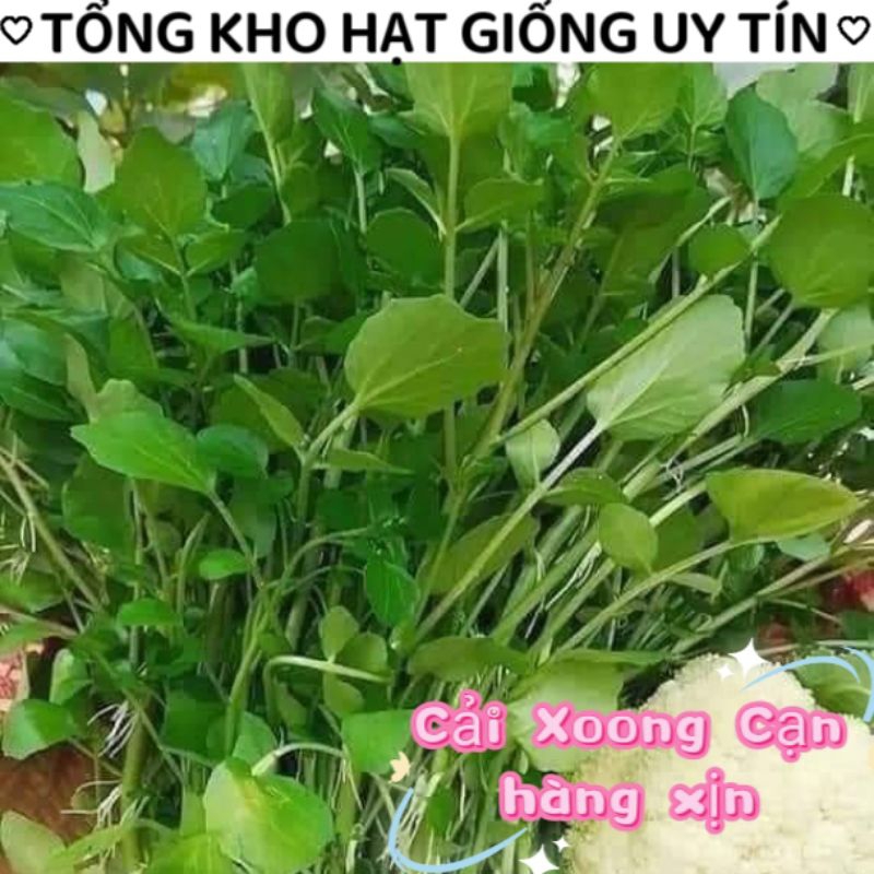 hạt giống cải xoong f1 💞💞Nảy Mầm Cực Đỉnh💞💞 trồng cạn siêu năng suất