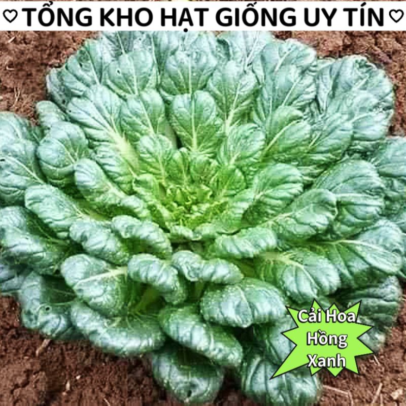 200 hạt giống cải hoa hồng f1 nhập khẩu 💥SALE LỚN💥 chất lượng cao