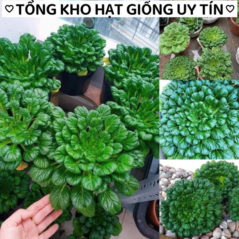 Hạt Giống Rau Cải Bẹ Hoa Hồng Gói 200 Hạt, CẢI NGÀN CÁNH, TỈA LÁ ĂN DẦN RẤT NGON VÀ ĐẸP MẮT