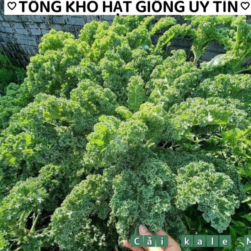 Hạt Giống Cải Xoăn Xanh Kale F1 (200 hạt)❤️‍🩹💥 Lâu Năm 💔💔 cực dễ trồng