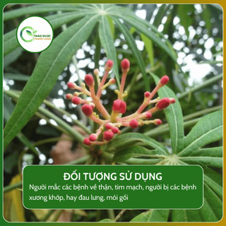 1kg ĐỖ TRỌNG NAM (Đỗ trọng dây) chữa đau lưng mỏi gối | Dược liệu Thanh Loan