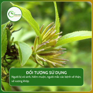 1kg ĐỖ TRỌNG (BẮC) (Mộc miên, Ngọc ti bì, Miên hoa) hạ h.u.y.ế.t áp, an thai | Dược liệu Thanh Loan
