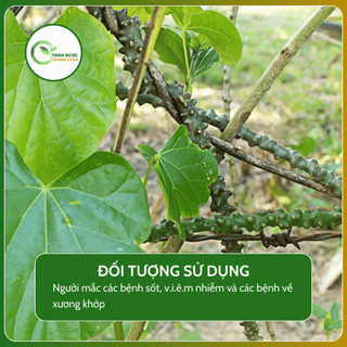 1kg DÂY CÓC (cóc kèn chùy dài, dây ký ninh, dây sốt rét) chống sốt, hạ nhiệt | Dược liệu Thanh Loan