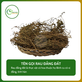 1kg RAU ĐẮNG ĐẤT (thực vật có hoa thuộc họ Bình cu) nhuận gan, thông tiện | Dược liệu Thanh Loan