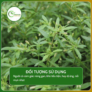 1kg RAU ĐẮNG ĐẤT (thực vật có hoa thuộc họ Bình cu) nhuận gan, thông tiện | Dược liệu Thanh Loan