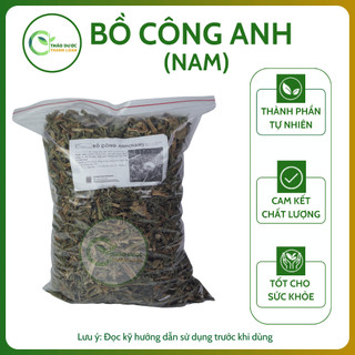 1kg BỒ CÔNG ANH (NAM) (Diếp hoang, rau bồ cóc) chữa tắc tia sữa, mụn nhọt | Dược liệu Thanh Loan