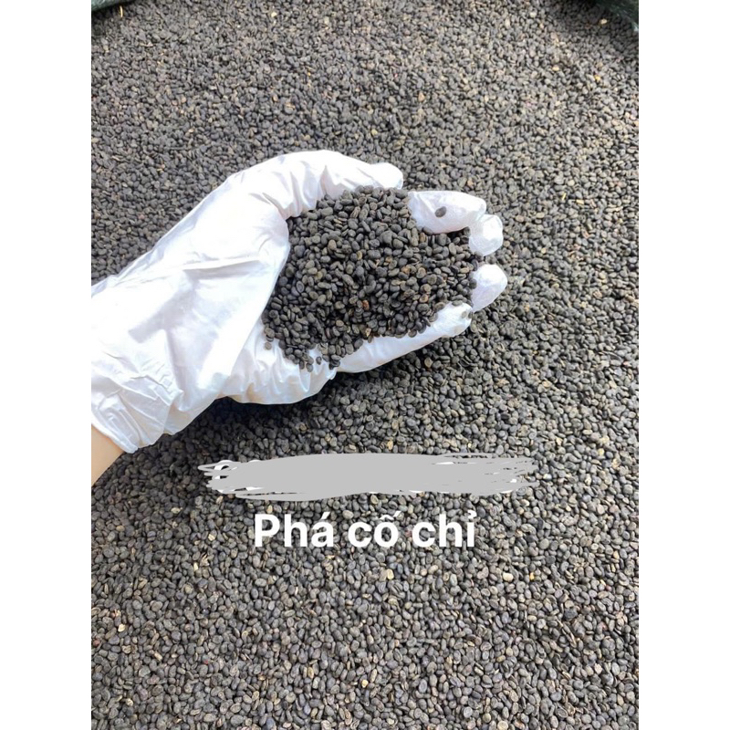 500GR Phá Cố Chỉ ( Bổ Cốt Chỉ ) Khô Hàng Loại 1