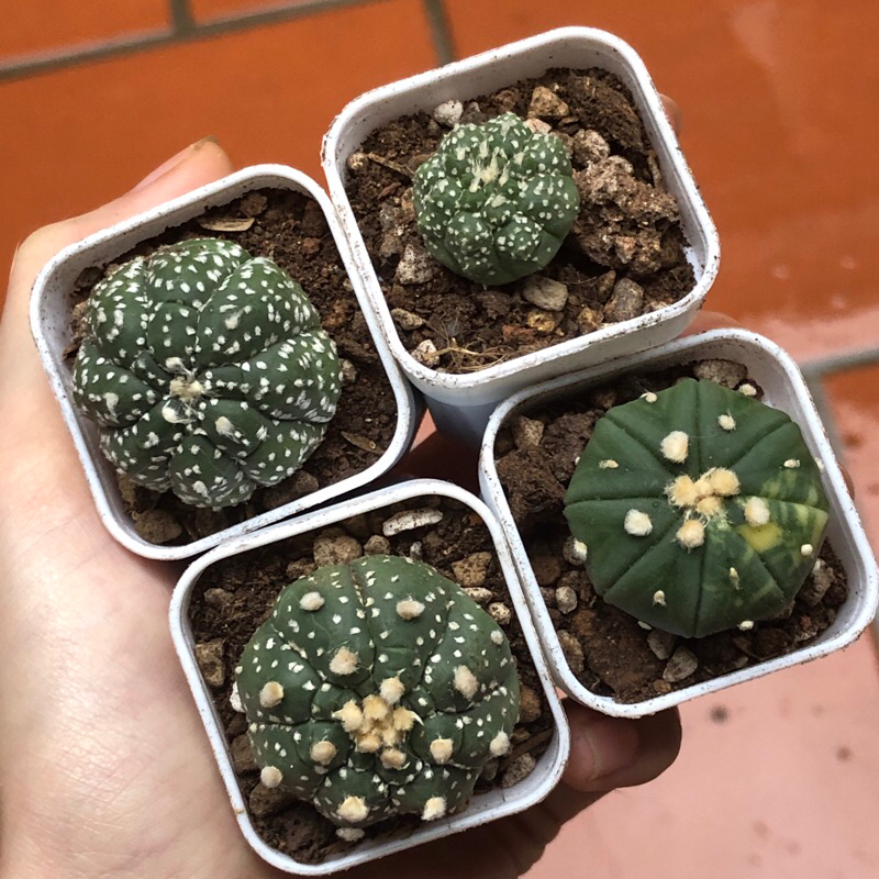Xương rồng aster rùa, lem,… (size chậu 4cm) | Shopee Việt Nam
