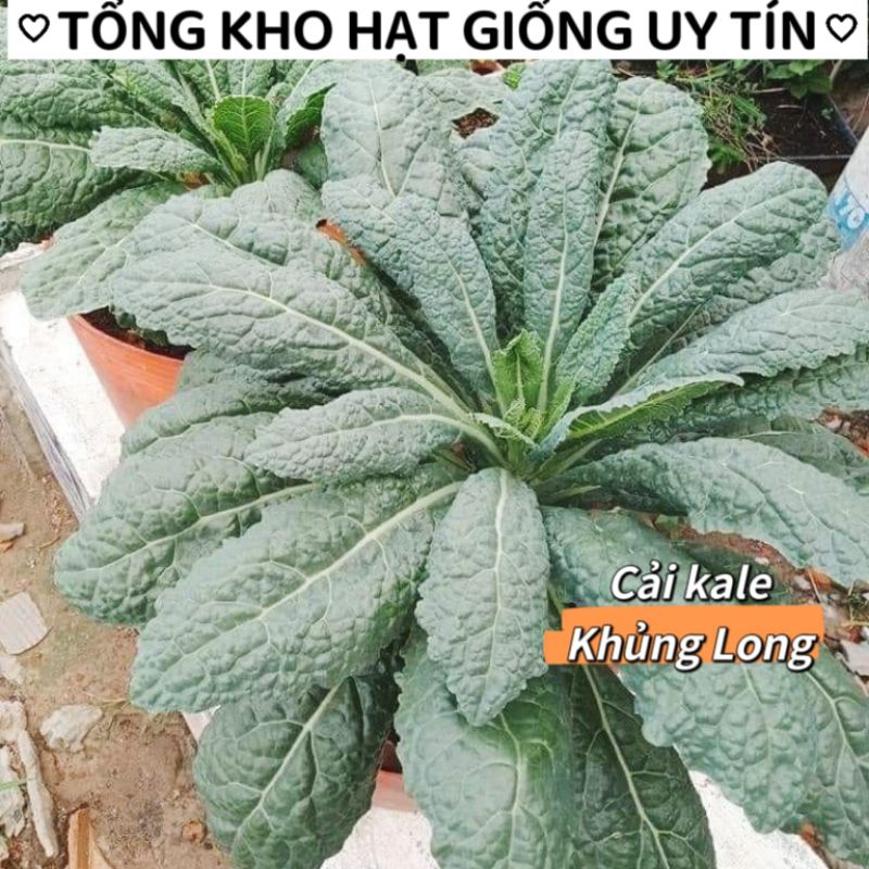 50 Hạt Giống Cải Xoăn Kale Khủng Long f1Mỹ 💖 NẢY MẦM CỰC ĐỈNH💖 chất lượng cao