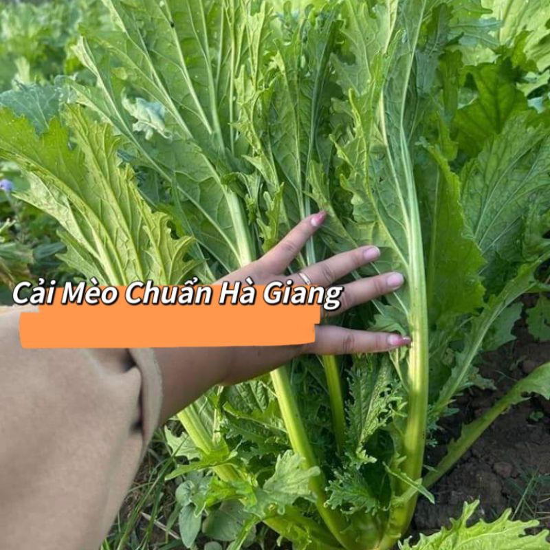 Hạt Giống Rau Cải Mèo🌱 Đặc Sản Vùng Cao, Ăn Ngon Rất Dễ Trồng