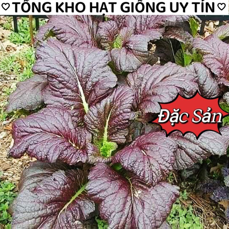 200 HẠT GIỐNG RAU CẢI MÙ TẠT TÍM KHỔNG LỒ💥 ĐẶC SẢN ĂN KÈM THỊT NƯỚNG💥 rất dễ trồng