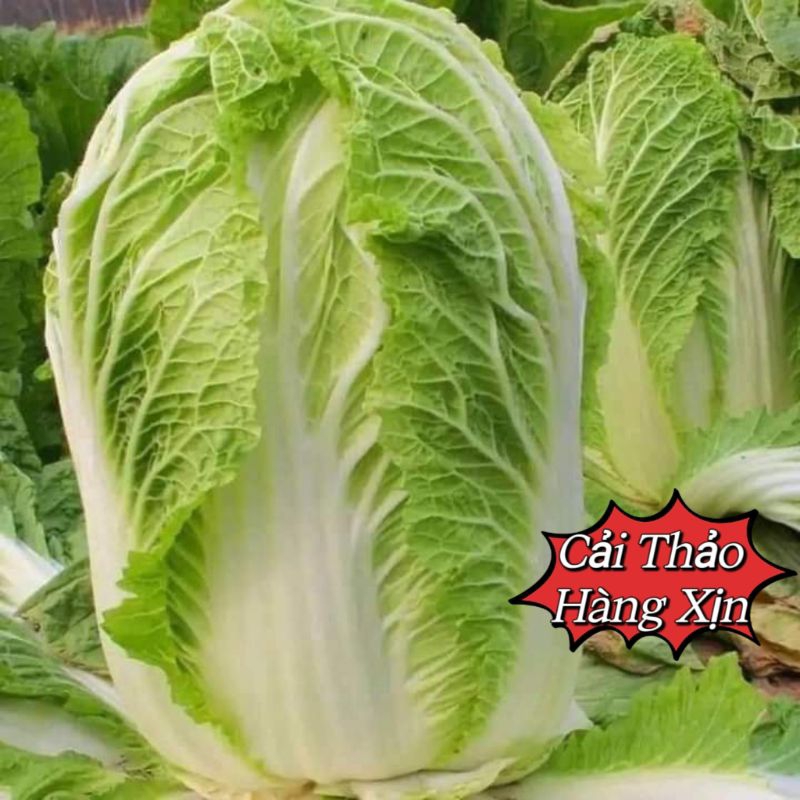 Hạt Giống Cải Thảo Nhập Khẩu F1 💥 Hàng Xịn💖  Chất Lượng Cao