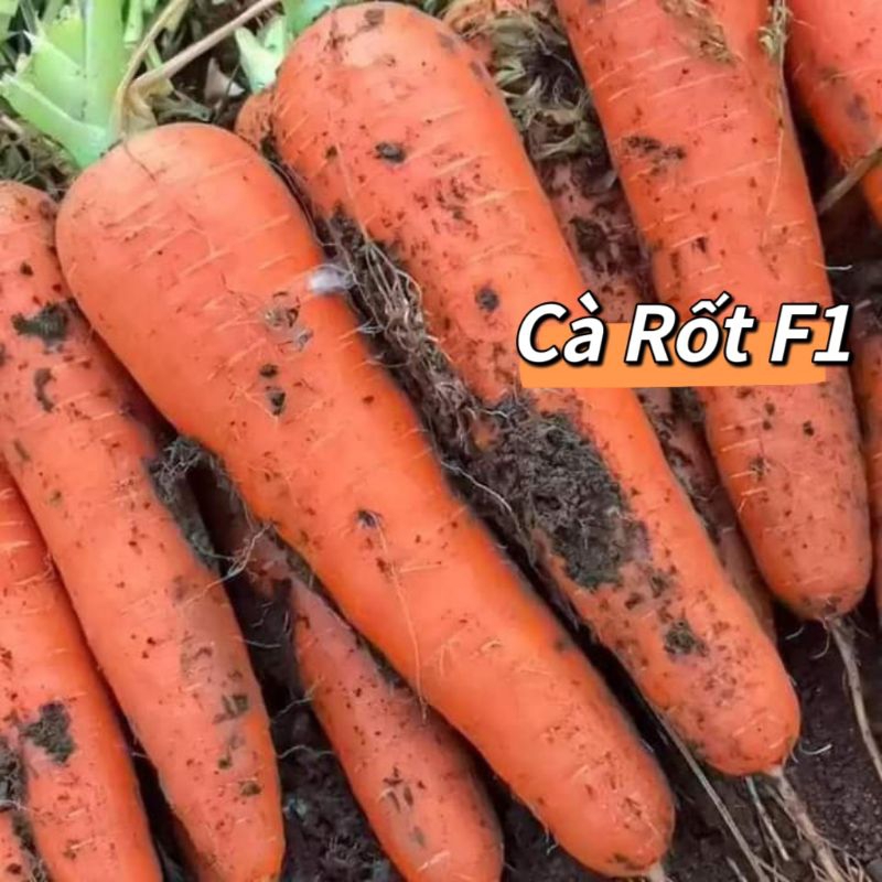 ComBo 2 Gói Hạt Giống Cà Rốt Thái ( Tặng 1 Gói Hạt Rau )♥️ RUỘT CAM F1, CỦ LỚN CỰC KỲ