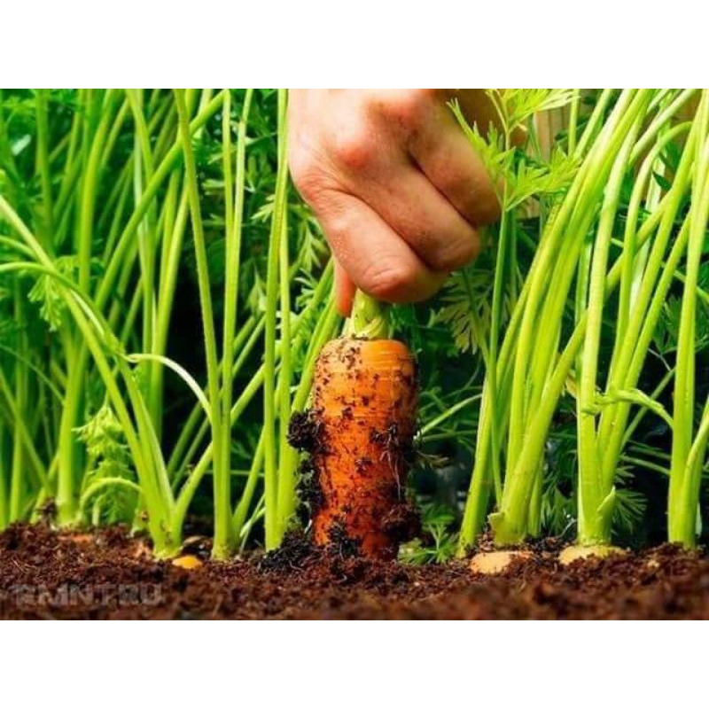 ComBo 2 Gói Hạt Giống Cà Rốt Thái ( Tặng 1 Gói Hạt Rau )♥️ RUỘT CAM F1, CỦ LỚN CỰC KỲ