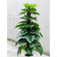 cây trầu bà leo cột giả 1m6,cây trầu bà giả, cây giả trang trí, cây giả decor
