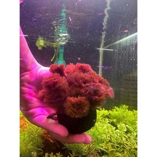 rong la hán đỏ cắm sẵn vào viên giá thể