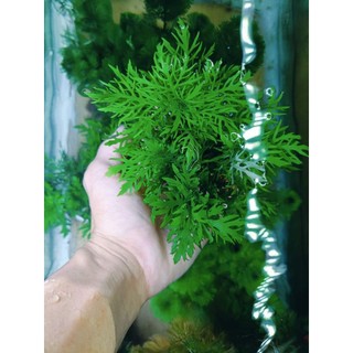 cây thủy cúc cắm sẵn vào viên giá thể
