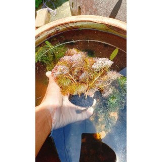 rong la hán đỏ cắm sẵn vào viên giá thể