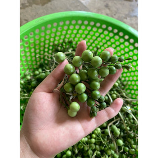 Đặc Sản Tây Bắc.Cà Dại Hoa Trắng.1kg. Cây giống và hạt giống.