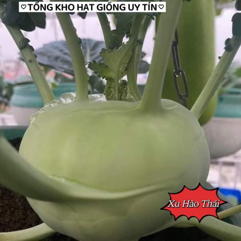 🌟Hạt Giống Xu Hào Xanh F1🌟Sinh trưởng Khỏe Củ To Gói 2gr