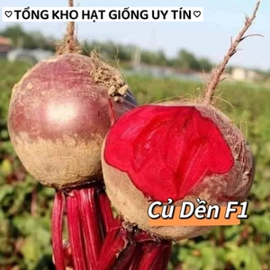 5 gam hạt giống Củ Dền Đỏ , Củ To 💖 NẢY MẦM CỰC ĐỈNH💖 chất lượng cao