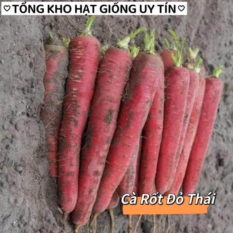 Hạt Giống Cà Rốt  Đỏ Chịu Nhiệt F1 Năng Suất Cao