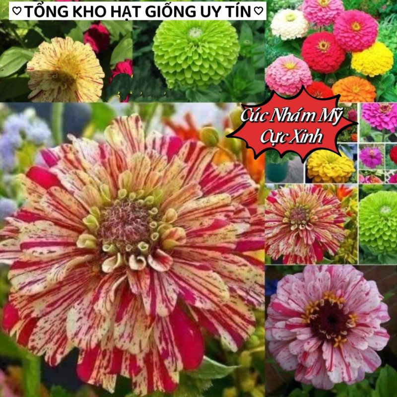 Hạt Giống Hoa Cúc Nhám Mỹ 💖 CỰC XINH 💖 hoa quanh năm