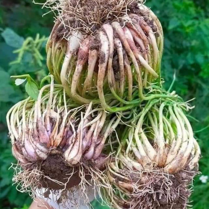 Hàng Xịn Ăn Lá❤️Củ Hành Giống Ba Chài 💯, Cực Bền Cây, Lá Thơm, Thu Hoạch Lâu Dài Cực Năng Suất