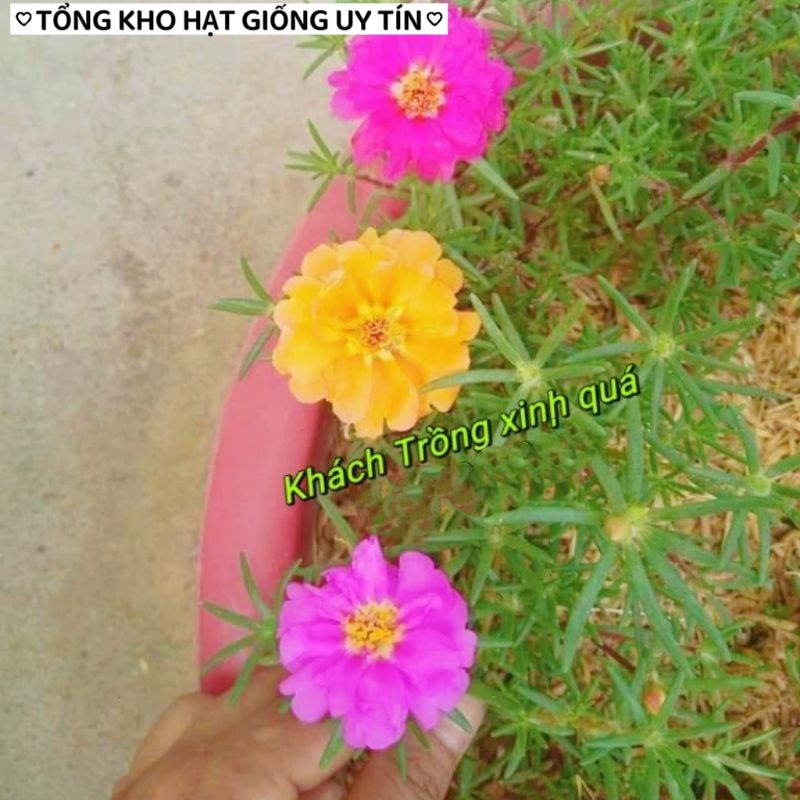 1000 Hạt Giống Hoa Mười Giờ Mỹ NHIÊU MÀU, Cực Xinh Dễ Trồng