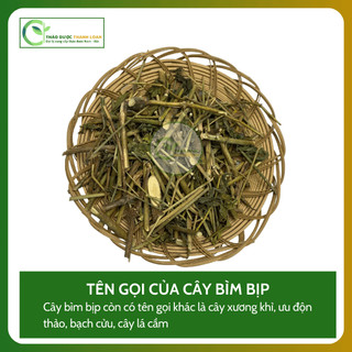 1kg CÂY BÌM BỊP (XƯƠNG KHỈ) Loại 1 Hỗ Trợ Men Gan Cao, Đau Nhức Xương Khớp | Dược liệu Thanh Loan