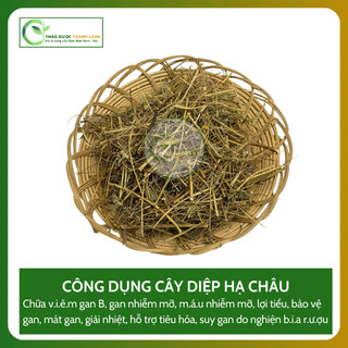 1kg DIỆP HÀ CHÂU (CÂY CHÓ ĐẺ) Loại 1 Tiểu Đường, Tiết Niệu, Hạ Men Gan | Dược liệu Thanh Loan