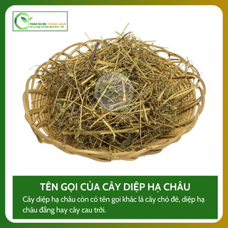 1kg DIỆP HÀ CHÂU (CÂY CHÓ ĐẺ) Loại 1 Tiểu Đường, Tiết Niệu, Hạ Men Gan | Dược liệu Thanh Loan