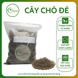 1kg DIỆP HÀ CHÂU (CÂY CHÓ ĐẺ) Loại 1 Tiểu Đường, Tiết Niệu, Hạ Men Gan | Dược liệu Thanh Loan