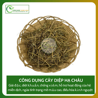 1kg DIỆP HÀ CHÂU (CÂY CHÓ ĐẺ) Loại 1 Tiểu Đường, Tiết Niệu, Hạ Men Gan | Dược liệu Thanh Loan