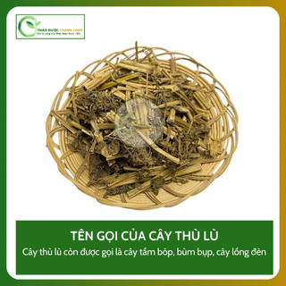 1kg CÂY THÙ LÙ (TẦM BÓP) Loại 1 (Khô, Sạch, Thơm) Hỗ Trợ Giải Nhiệt, Tiêu Đờm | Dược liệu Thanh Loan