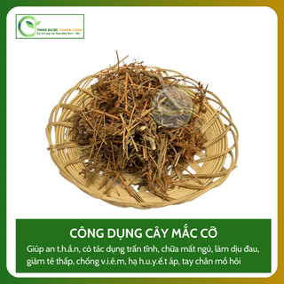 1kg CÂY MẮC CỠ (CÂY XẤU HỔ) Loại 1 Hỗ Trợ Mất Ngủ, Đau Nhức Xương Khớp | Dược liệu Thanh Loan