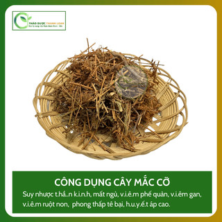 1kg CÂY MẮC CỠ (CÂY XẤU HỔ) Loại 1 Hỗ Trợ Mất Ngủ, Đau Nhức Xương Khớp | Dược liệu Thanh Loan