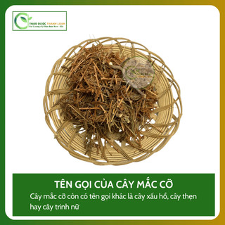 1kg CÂY MẮC CỠ (CÂY XẤU HỔ) Loại 1 Hỗ Trợ Mất Ngủ, Đau Nhức Xương Khớp | Dược liệu Thanh Loan