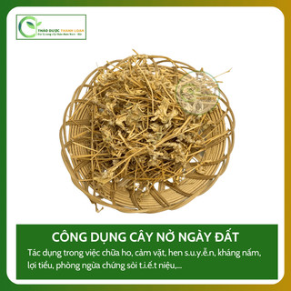 1kg NỞ NGÀY ĐẤT (Cây Bạc Đầu, Cây Hoà Gà Trắng) Giảm đau, giảm cảm, khó tiêu | Dược liệu Thanh Loan