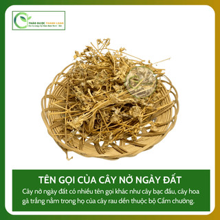 1kg NỞ NGÀY ĐẤT (Cây Bạc Đầu, Cây Hoà Gà Trắng) Giảm đau, giảm cảm, khó tiêu | Dược liệu Thanh Loan