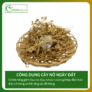 1kg NỞ NGÀY ĐẤT (Cây Bạc Đầu, Cây Hoà Gà Trắng) Giảm đau, giảm cảm, khó tiêu | Dược liệu Thanh Loan