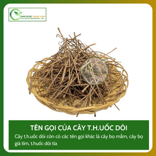 1kg CÂY DÒI THÂN TÍM (Cây Dòi Tía, Bọ Mắm) Loại 1 Tiêu đờm, Chữa ho, Lợi tiểu | Dược liệu Thanh Loan