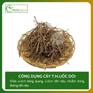 1kg CÂY DÒI THÂN TÍM (Cây Dòi Tía, Bọ Mắm) Loại 1 Tiêu đờm, Chữa ho, Lợi tiểu | Dược liệu Thanh Loan